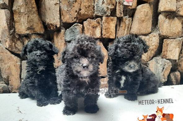 jual-mini-toy-poodle-silver-male-4JHH3ULUS6