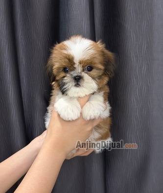jual-shihtzu-betina-super-lucu-K2JJQLNGJY