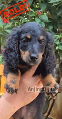 jual-long-haired-dachshund-puppies-KG0B345XD5