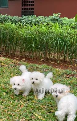 bichon-frise--ready-for-loving-home-VYVCFWCOWC