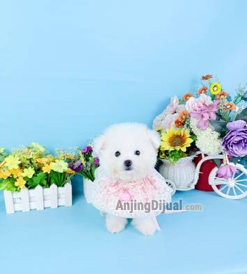 jual-female-korean-mini-bichon-super-cute-face-bloodline-import-korea-super-friendly-5XTU8LXMK8