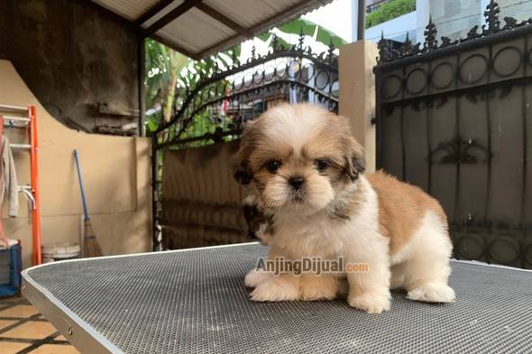 jual-mini-shihtzu-and-teacup-shihtzu-N40K1TYFSU