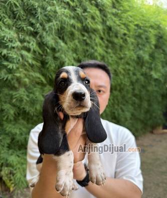 jual-anakan-basset-hound-asli-seperti-merk-hush-puppies-6NG7KMIW42