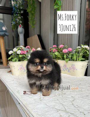 miss-forky-pom-bulu-tebal-warna-unik-langka-pesek-super-cute-good-character-7S0KOYC4VT