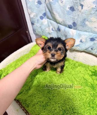 jual-mini-yorkie-IIL2W9X4KW