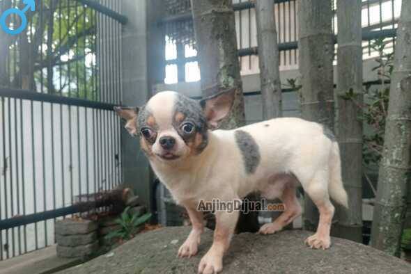 for-sale-pejantan-merle-chihuahua-stb-W5DDWL56YC