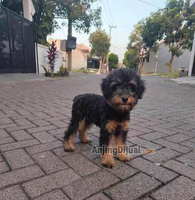 jual-toy-poodle-black-n-tan-jantan-warna-langka-murah-7YVE9UIZYD