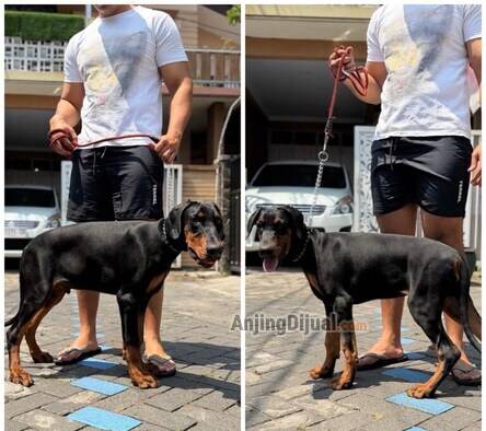 doberman-4bln-line-import-serbia-DHQ7F743UB
