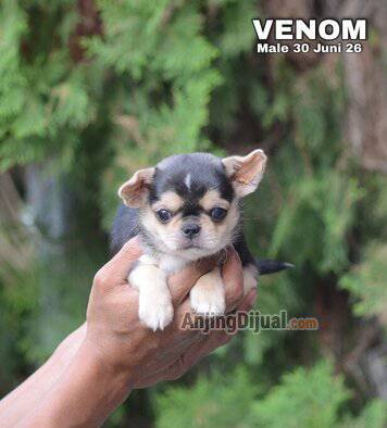 jual-cute-adorable-chihuahua-puppies--venom-A2JNHV6OX8