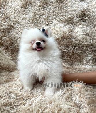 jual-anakan-mini-pom-jantan-jantan-warna-snowwhite-6H14874O5W