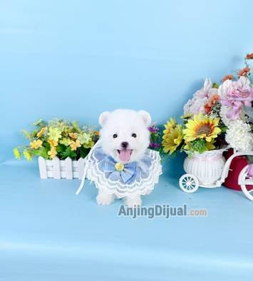 jual-male-korean-mini-bichon-super-cute-like-a-doll-smiley-face-good-character-0V8OFMLAJX