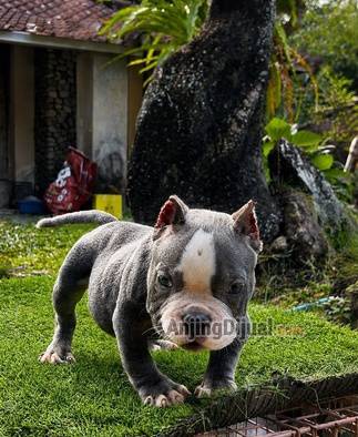 jual-american-bully-puppy-69YPPXD4DU