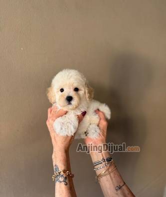jual-poodle-tiny-apricot-betina-6Q9AIDLQWN