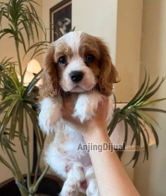 cavalier-king-charles-spaniel-EZXLFSFI62