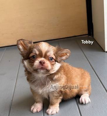 jual-chihuahua-longcoat-corak-husky-52HD6JIQO7