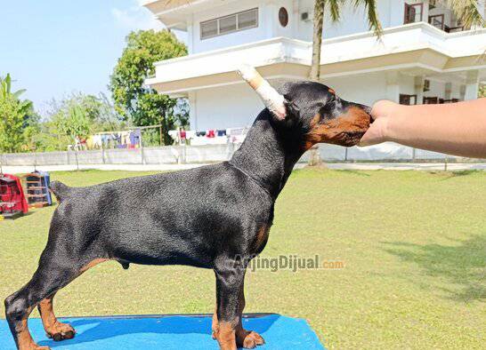 jual-dobermann-puppy-top-quality-751NHCE91S