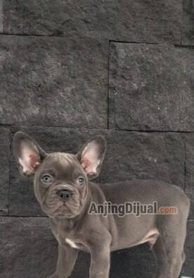 jual-french-bulldog-puppies-exotic-color-MLV0K1QLRY