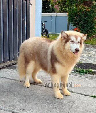 jual-alaskan-malamute-remaja-betina-cantik-bloodline-dreamcastle-n-hercules-OLQTANNLAT