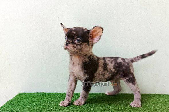 jual-chihuahua-jantan-black-merle-890CTK76LT
