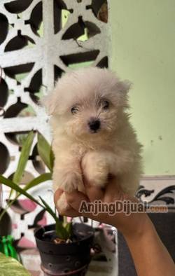 jual-anakan-bichon-frise-betina-KRGDHV7GGF
