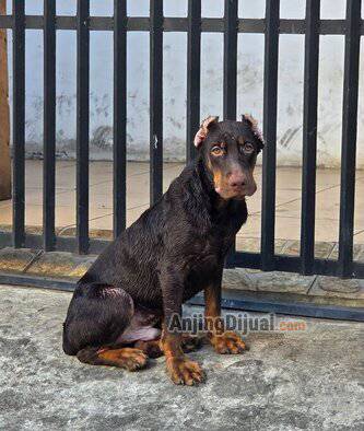 langka-tidak-ada-duanya-super-size-doberman-35bln-cacao-redtan-colour-OTCTV9JXJA