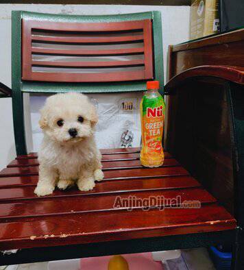for-sale-4-ekor-anakan-poodle-2-bln-jantan-betina-bagus2-kecil2-murah-N8N8XJKCBN