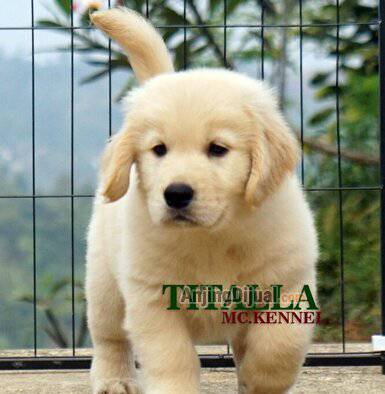 jual-long-hair-golden-retriever-puppy-betina-DYPRTUQRWK