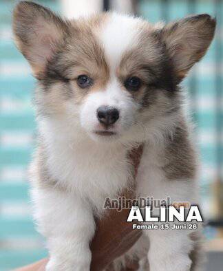 jual-cute-adorable-corgi-puppies--alina-VNCJHG3VSD