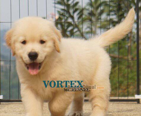 jual-1-ekor-golden-retriever-puppy-jantan-7I1Z8ANMFT