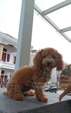 jual-anakan-poddle-betina-DFQJ3AR8AU