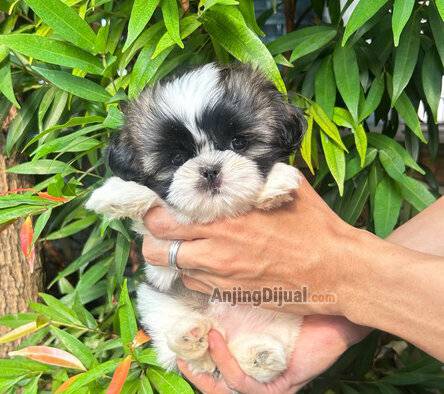 ready-shihtzu-betina-0DUA4Y0LKH