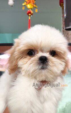 jual-mini-shihtzu-stb-vaksin-GA2Z92P9F9