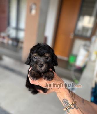 jual-poodle-silver-phantom-rare-colour-jantan-Q89NJ653GI