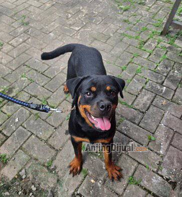 jual-rottweiler-betina-remaja-cakep-6XQO5LM5N4