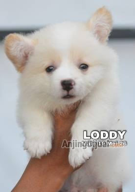 jual-cute-adorable-fawn-corgi-loddy-74AGWBLMYQ