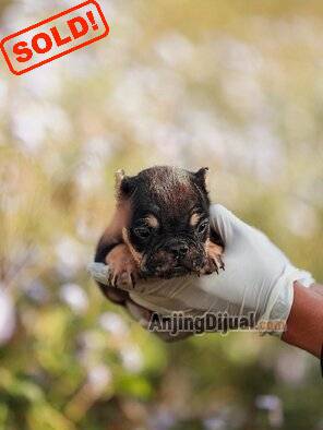 jual-bully-jantan-nano-black-tri-color-anak-chill-T4G00VJ0G4