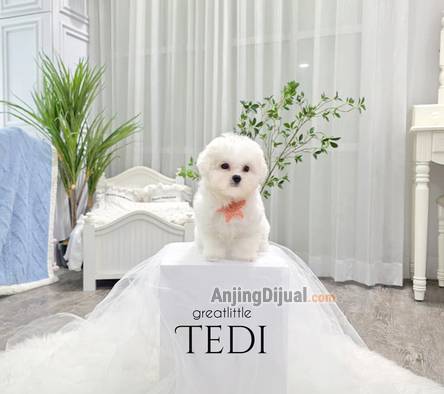 speciality-of-tiny-korean-line-pretty-and-dolly-face-bichon-frise-MPTHFMNQRZ