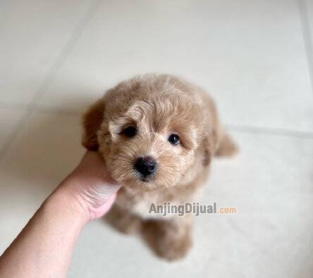 jual-maltipoo-female-teddy-bear-face-605HVUU6H6