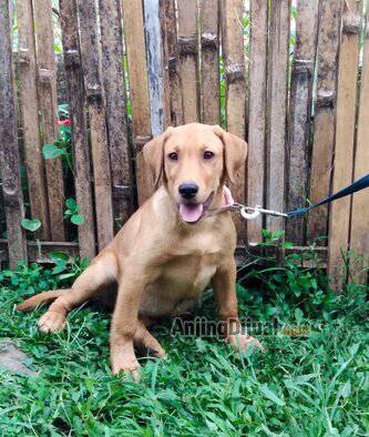 jual-puppy-labrador-retriever-24UHEPVN6P