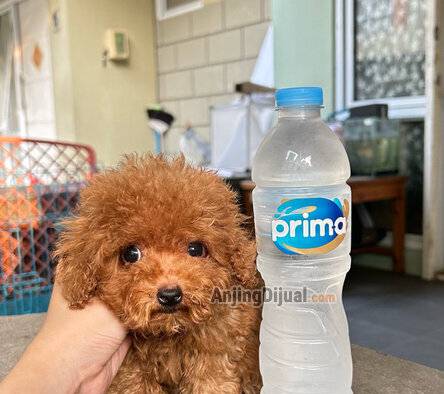 jual-poodle-teacup-betina-F643LBJ6LB