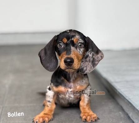 jual-tekel--dachshund-black-tan-dapple-1UU3GSFAV4
