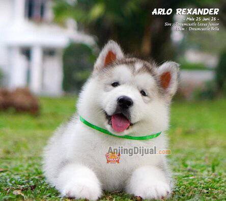 -jual-3-baby-alaskan-malamute-super-high-quality-super-cute--longhair--FE0M56Y86P