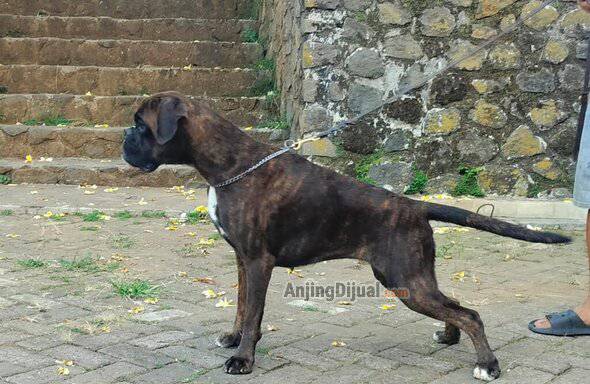 boxer-jantan-remaja-quality-show-OV20QCUOI8