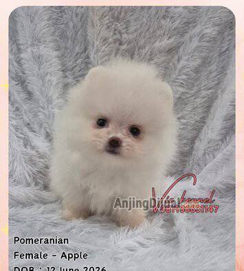 for-sale--cute-adorable-pomeranian-1-female-2-males-MNFNL0ZKSW