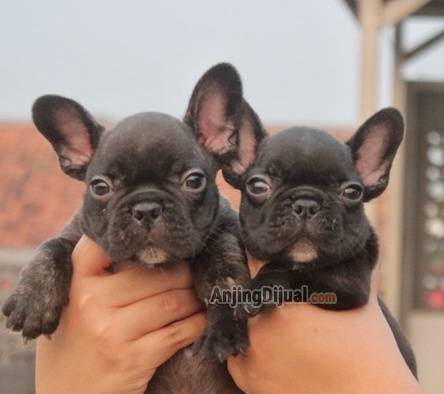 jual-french-bulldog-puppy-brindle-jantan-E803J3QK2A
