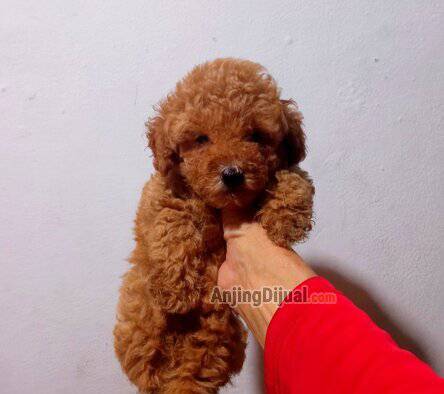jual-tiny-toy-poodle-red-dan-apricot-GZ2TSVK3TK