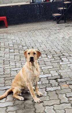 jual-adorable-female-labrador-puppy-YRH80NBOEA