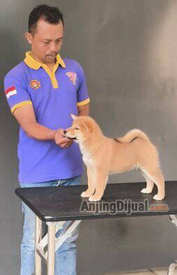 cek-disini-yang-mau-shiba-inu-bagus-CAK9CB3L1V