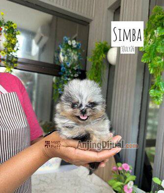 limited--exclusive-minipom-mr-simba-cute-good-quality-84KWJU5WE4