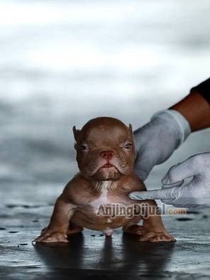 jual-bully-superstar-nano-size-jantan-anak-chill-ZCIDPM2MAC